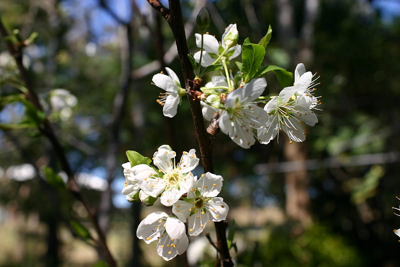 flowering plum tree, pretty, plum tree, blossom, white, HD wallpaper