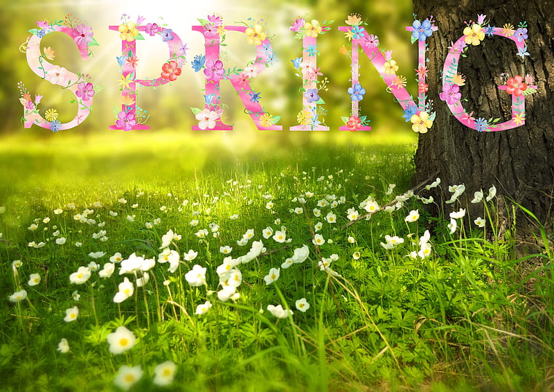 Spring Greetings, blossoms, flowers, tree, meadow, HD wallpaper