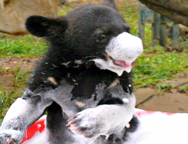 Black Bear Cub, Black, Bear, Bubbles, Black Eyes, Paws, Baby, Red Tub, Bears, Cub, Animals, HD wallpaper