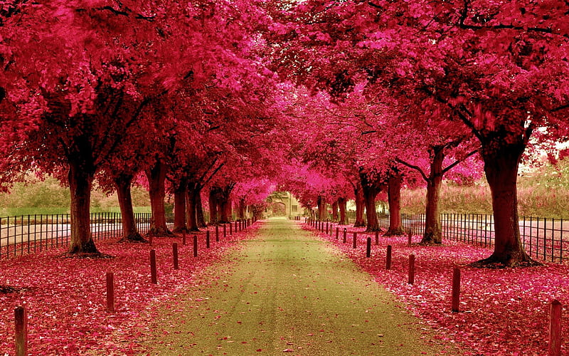 Compartir 86+ imagen pink autumn background - Thcshoanghoatham-badinh ...