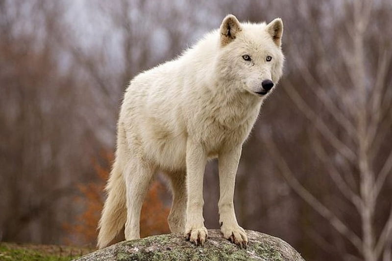 ARCTIC WOLF, nature, Arctic, Wolf, animals, Wolves, HD wallpaper