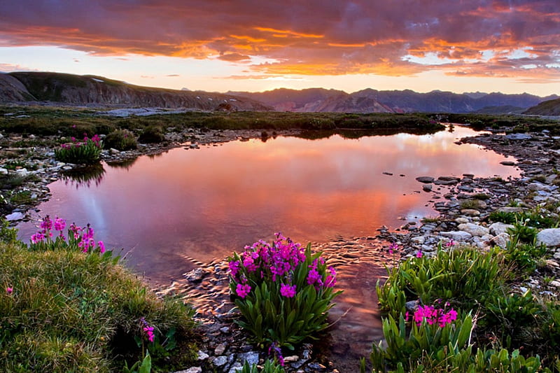 WILD FLOWERS from the MOUNTAINS, sky, clouds, lake, splendor, mountains ...