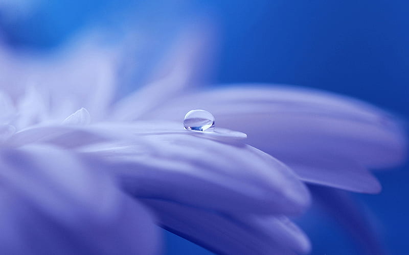 Blue Flower Drop Water-Plant graphy, HD wallpaper