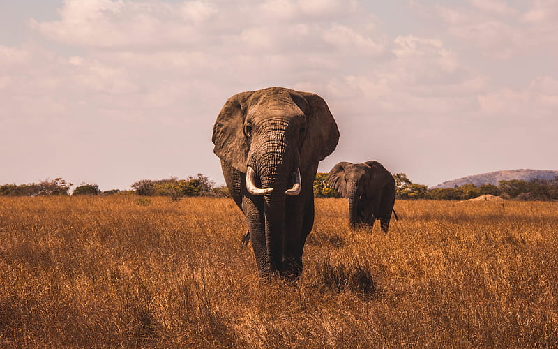 Elephants, african steppe, savannah, grassland, Africa, wildlife, Loxodonta africana, HD wallpaper
