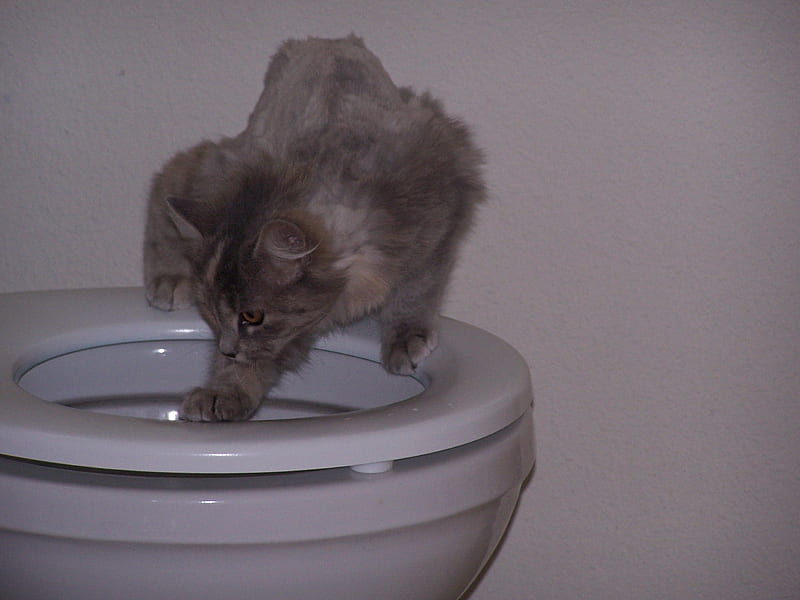 My own water bowl - Torti kitten, Kittens, Funny, pets, Animals, HD wallpaper