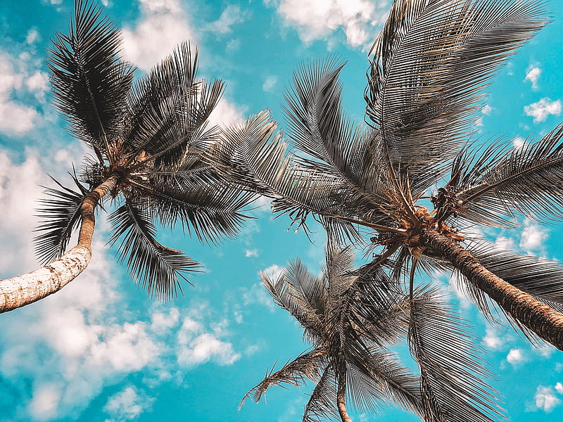 Low Angle of Coconut Trees, HD wallpaper