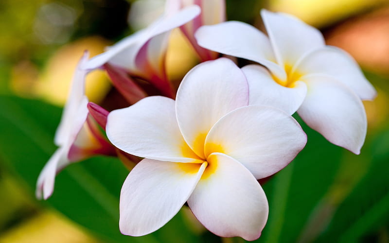 hawaiian plumeria-Amazing Flowers graphy, HD wallpaper