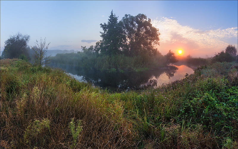 Dense River Vegetation At Sunset, HD wallpaper