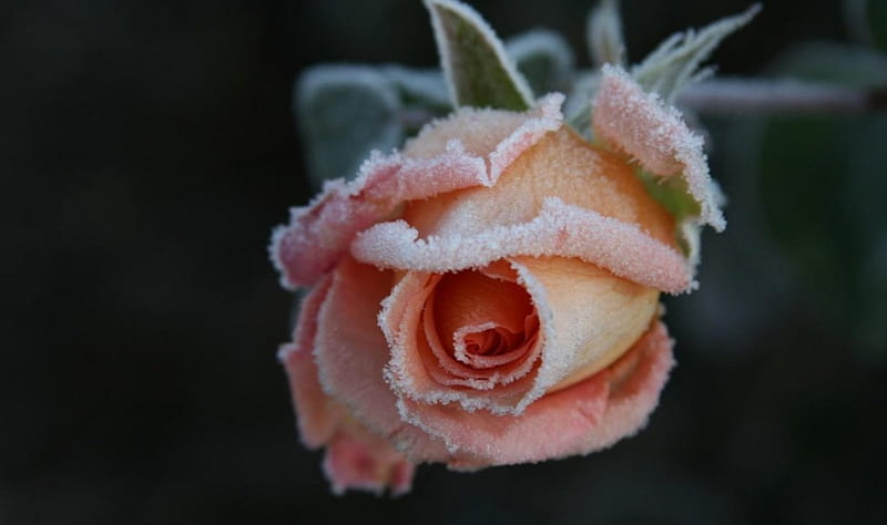 Frozen Rose, flowers, froze, rose, winter, HD wallpaper