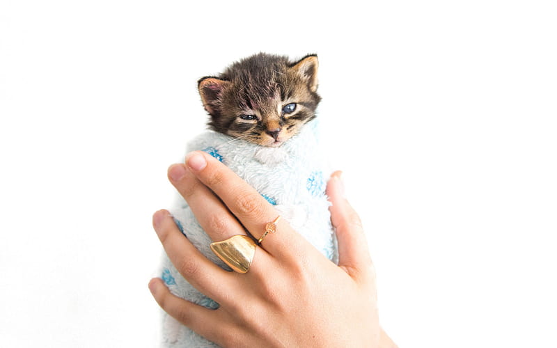 kitten in hand, small newborn cat, cute animals, pets, cats, american shorthair cat, HD wallpaper