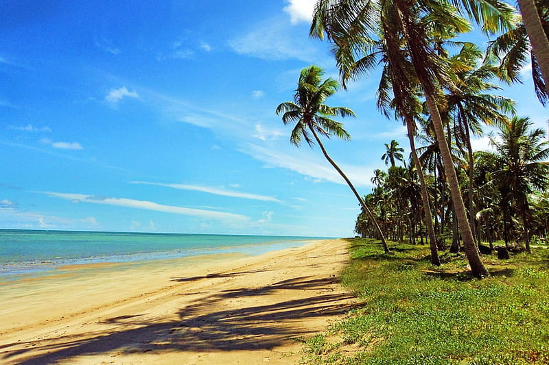 Maragogi Beach, grass, morning view, bonito, clouds, palm trees, sea, sand, paradise, solitaire, summer, tropical, Brazil, HD wallpaper
