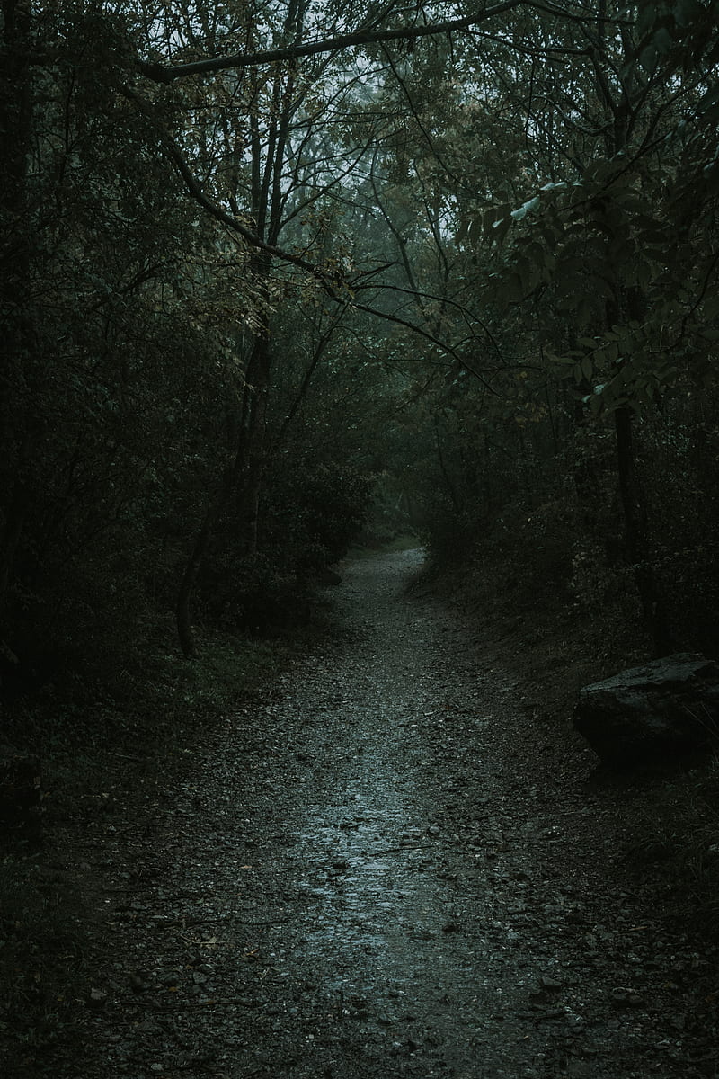 Forest, path, dark, gloomy, nature, HD phone wallpaper | Peakpx