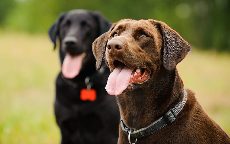 Labrador, domestic dog, retriever, black dog, brown dog, HD wallpaper