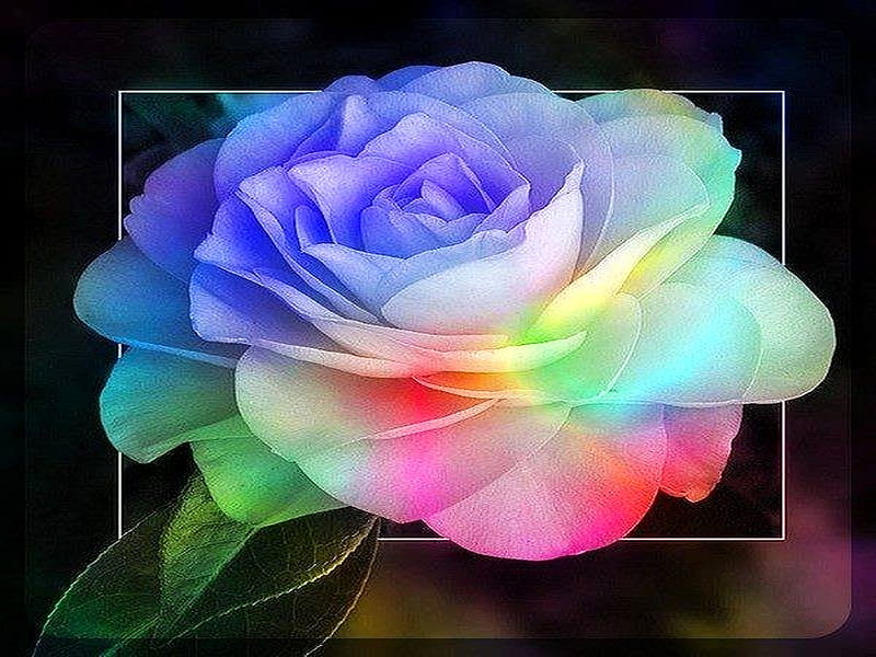 Colors plus, rose, flower, black, yellow, pink, blue, HD wallpaper | Peakpx