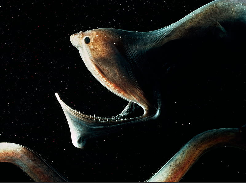 The Gulper EEL, nature, eels, fish, ocean, HD wallpaper