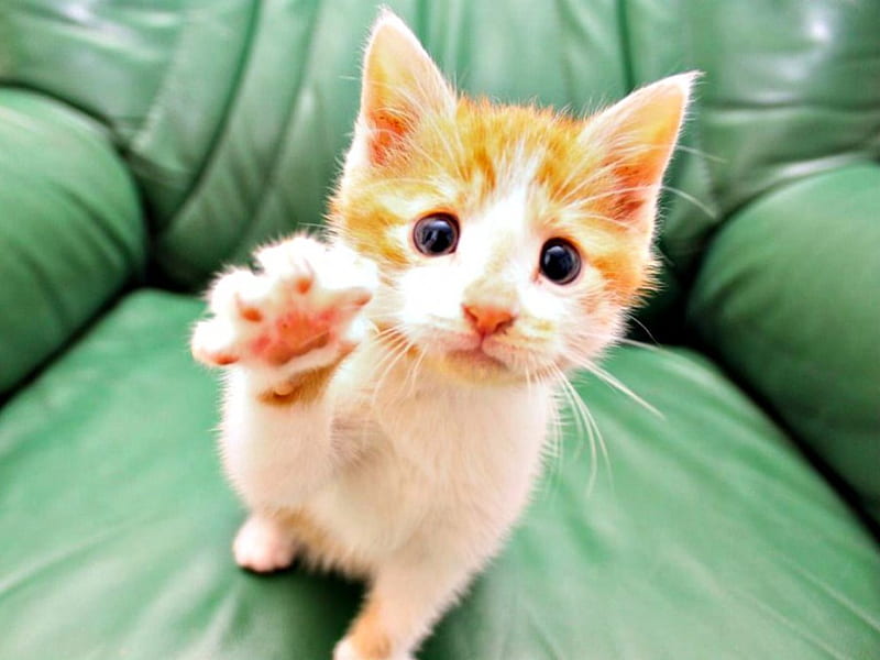 Hi!, orange, ginger, cat, animal, cute, green, funny, kitten, white, HD wallpaper