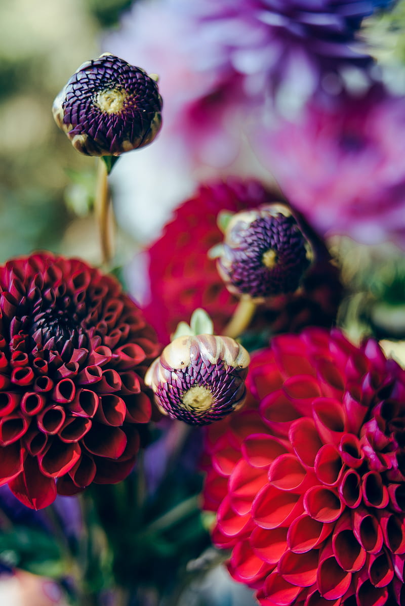 selective focus graphy of purple-and-red-petaled carnation flowers, HD phone wallpaper
