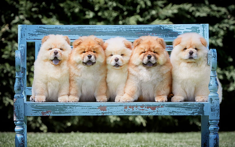 chow-chow, cute dogs, five puppies, wooden bench, cute animals, puppies, dogs, HD wallpaper
