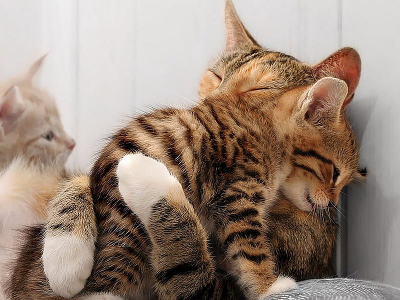 mama hugs, mama, cat, kitten, hugging, HD wallpaper