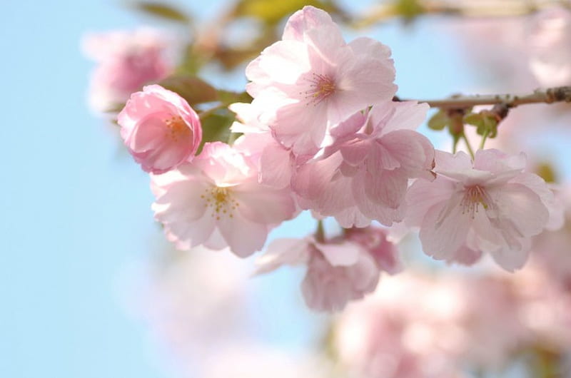 Blooming trees ***, flower, flowers, flowering, nature, trees, HD ...