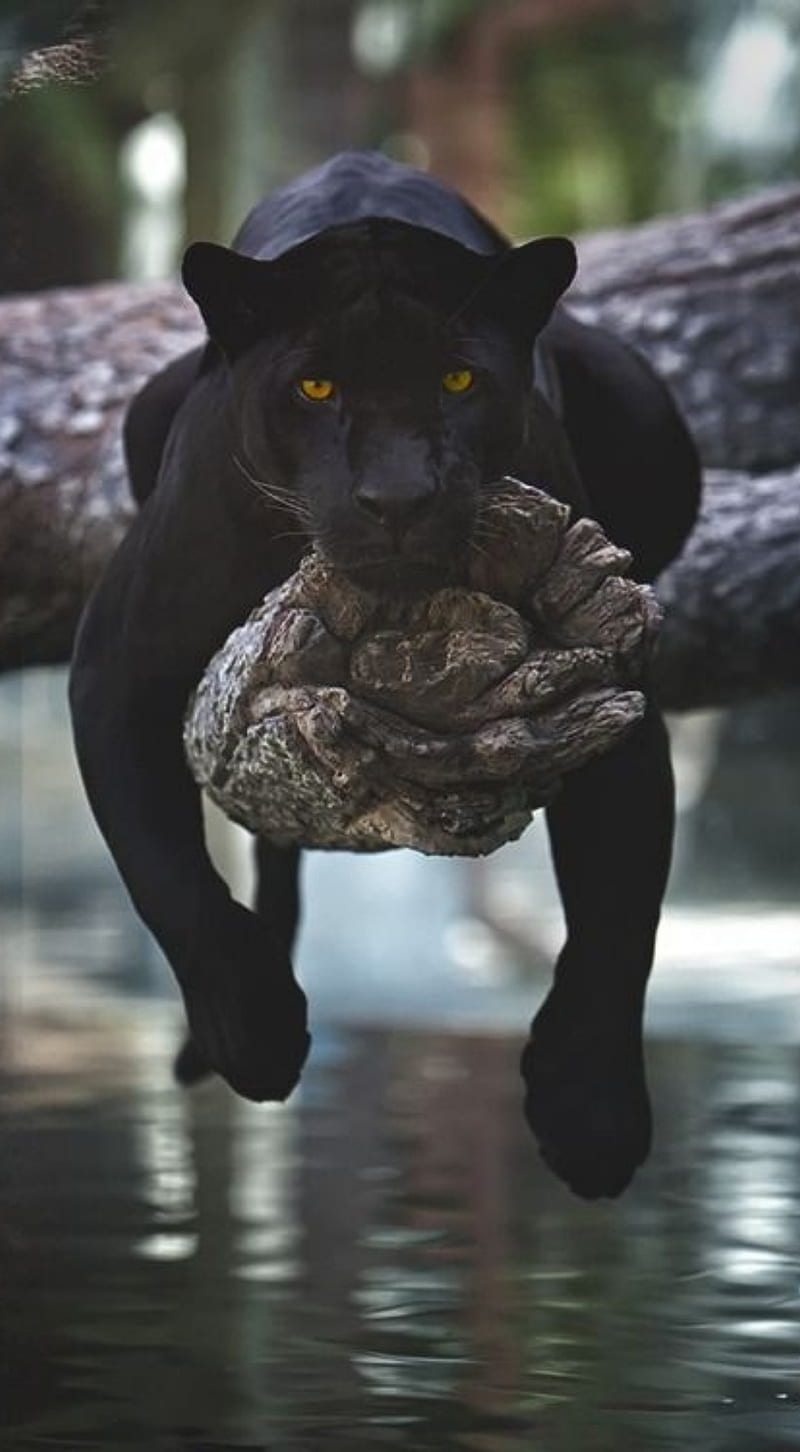 Black Panther, cat, panthers, HD phone wallpaper