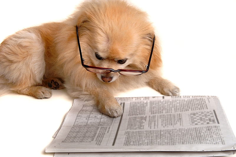 Dog reads, pet, read, newspaper, dog, HD wallpaper