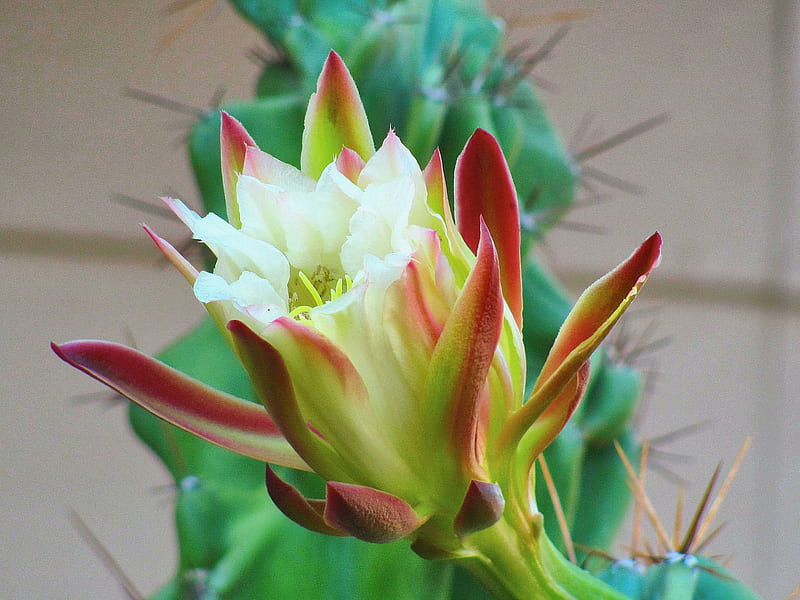 A 40 Year Old Cactus ..First Bloom !, desert, bloom, flower, nature, cactus, HD wallpaper
