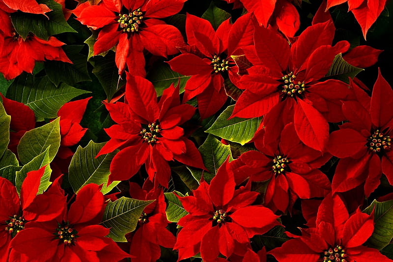 Beautiful Poinsettias Flowers, red, leaves, poinsettias, botany, flowers, blossoms, nature, HD wallpaper