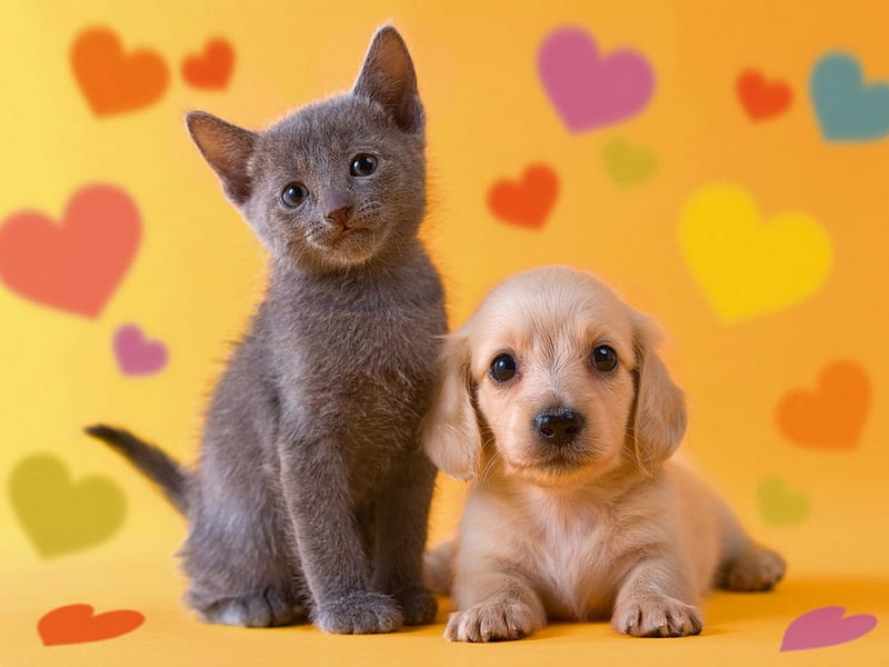 Love, fluffy, kitty, adorable, corazones, wall, sweet, cute, pet, friendship, kitten, friends, puppy, dog, HD wallpaper