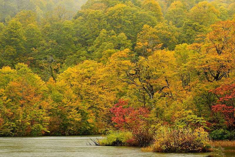 * Autumn beautiful forest *, forest, nature, trees, lake, HD wallpaper ...