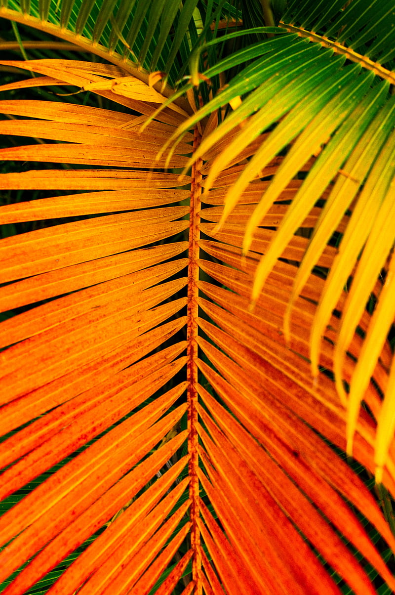 palm, leaves, yellow, branch, bright, saturated, HD phone wallpaper