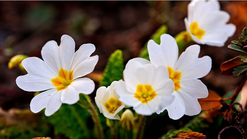 A Few White Spring Flowers, HD wallpaper
