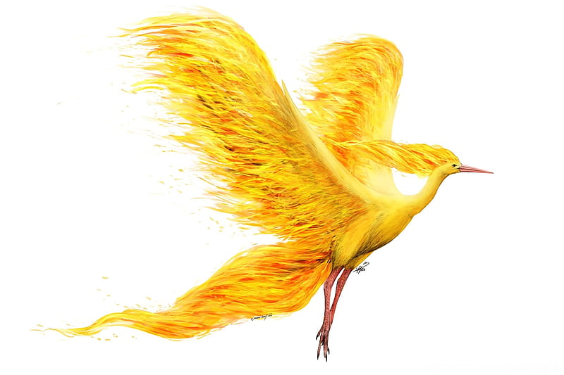 Fantasy bird, phoenix, bird, moltres, pasari, white, yellos, wings, luminos, fire, fantasy, jamaal raoof, HD wallpaper