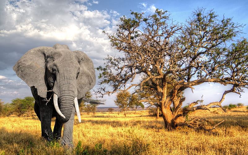 Big gray elephant, Africa, sunset, dried tree, evening, elephants, wildlife, HD wallpaper