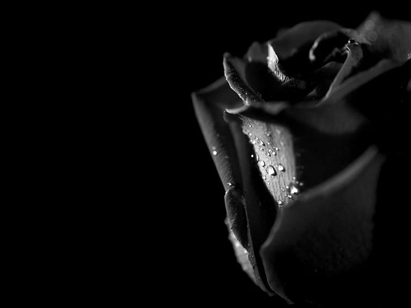 Lágrimas y rosas, lágrimas, negras, rosas, góticas, Fondo de pantalla HD |  Peakpx