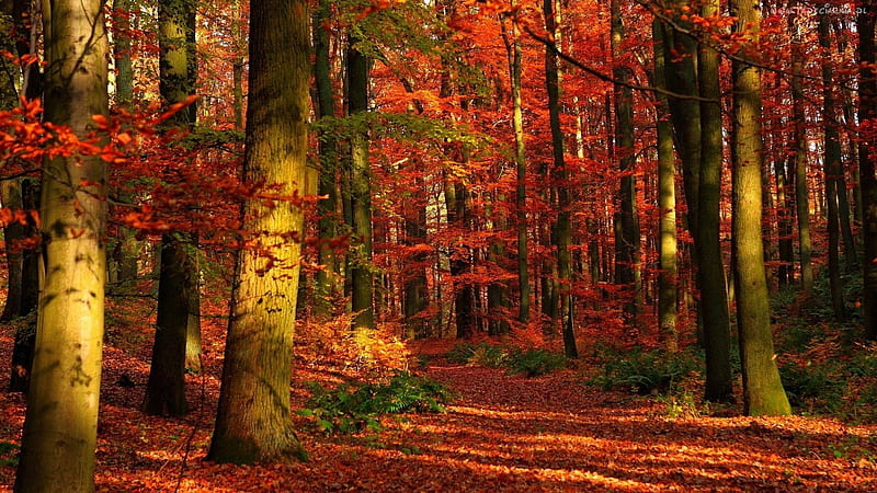 Autumn in the forest, red, forest, autumn, path, nature, road, trees, HD wallpaper