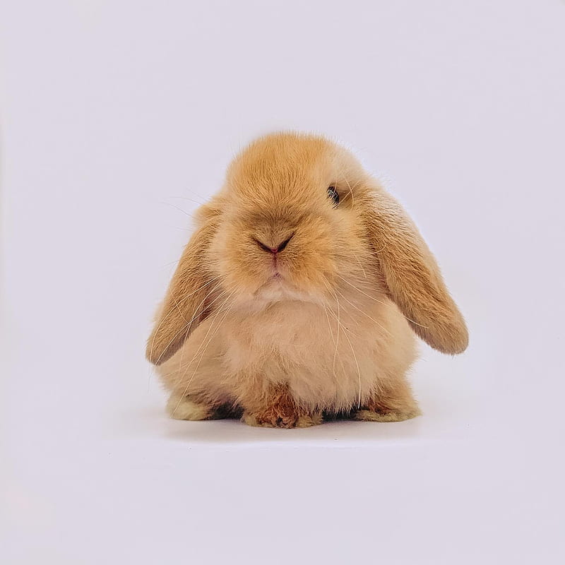 Tavsan rabbit, bunny, full, happy, hayvanlar, komedi, HD phone wallpaper