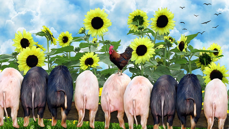 Hogs at the Trough, farm, rooster, pigs, sunflowers, piglets, hog, firefox persona, sky, HD wallpaper