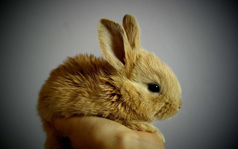 little bunny, fluffy bunny, cute animals, brown bunny, HD wallpaper