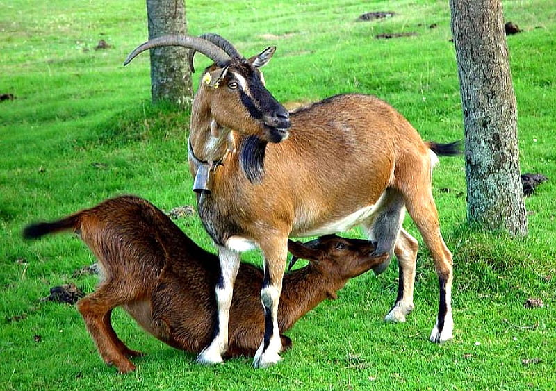 Goats, cool, animals, HD wallpaper