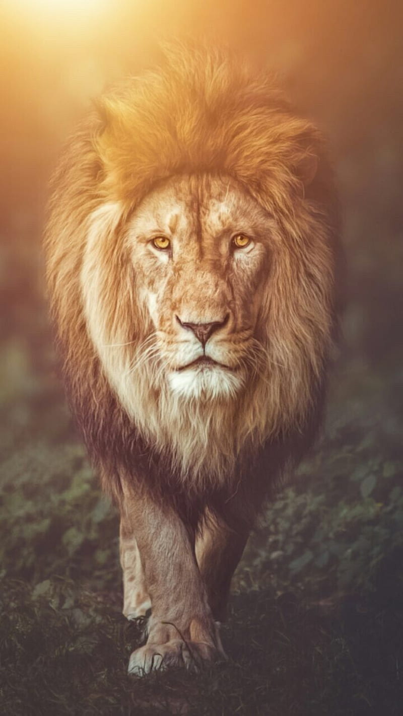 Lion, animal, danger, fearless, king, land, sun, HD phone wallpaper