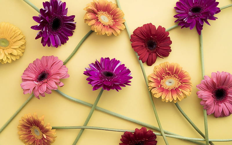 daisies, cool, flowers, fun, nature, HD wallpaper daisies, cool, flowers, fun, nature, HD wallpaper