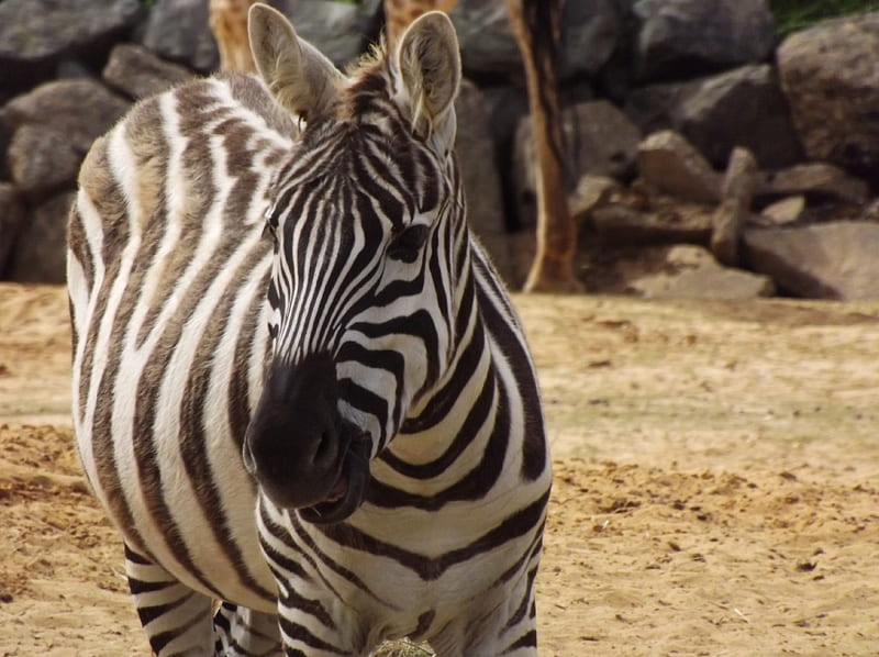 Full Body Zebra, Zebra, Zebra Close-up, Colchester Zoo, Black and White, African Animals, HD wallpaper