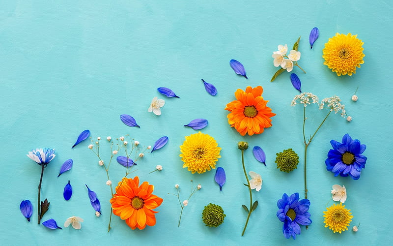 Flowers and petals, orange, texture, flower, summer, yellow, skin, petal, blue, HD wallpaper