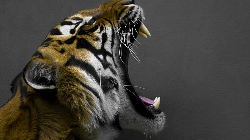 Tired Tiger, stripes, yawning, tired, tiger, teeth, HD wallpaper