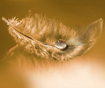 HD gold feather wallpapers