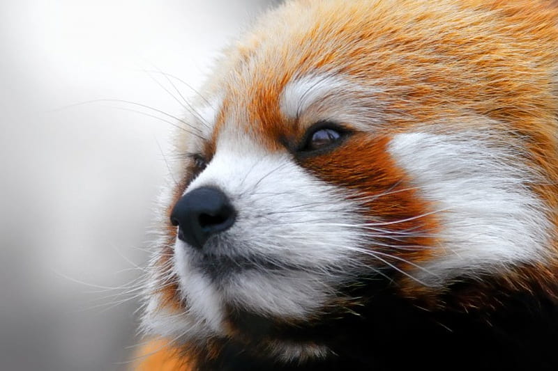 Red Panda Head The Animal A Hd Wallpaper Peakpx - Red Panda Images Hd Wallpapers