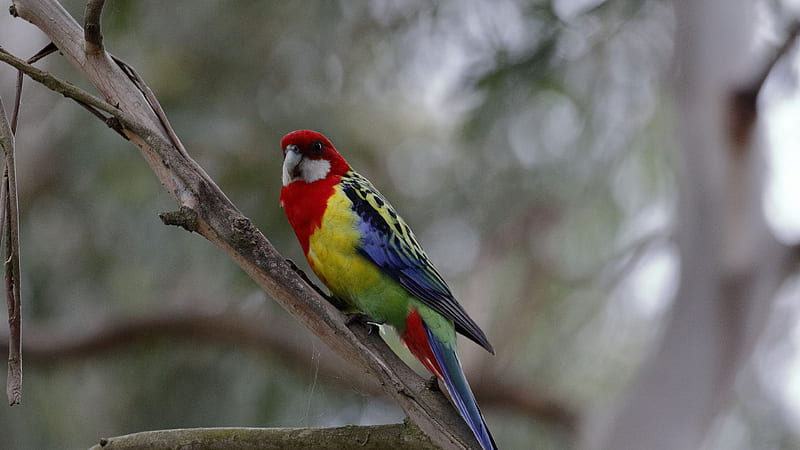Red Yellow Green Blue Bird Is Standing On Tree Branch In Blur Bokeh Background Birds, HD wallpaper