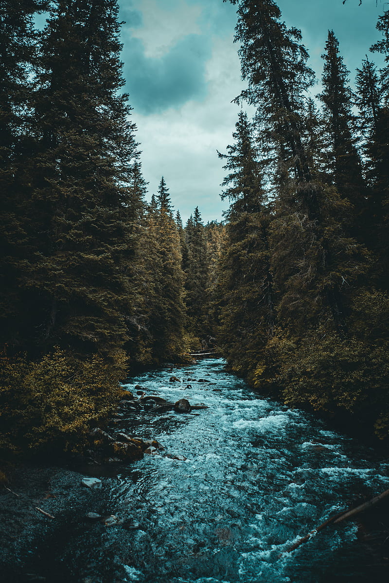river between trees, HD phone wallpaper