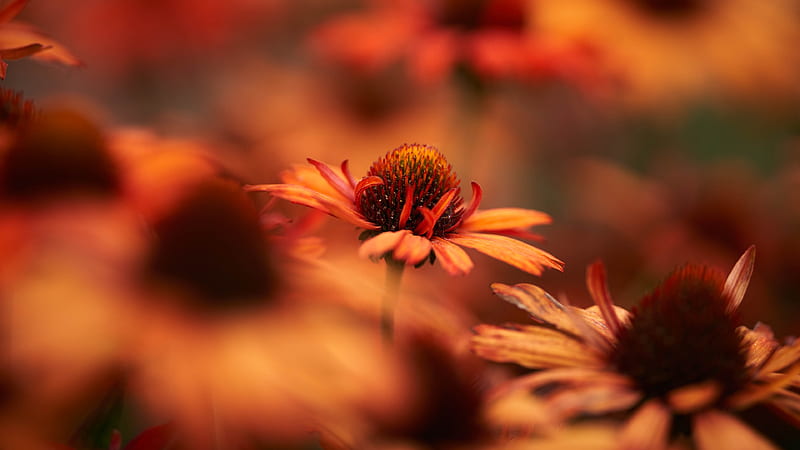 yellow rudbeckia, blurry, graphy, flowerbed, Flowers, HD wallpaper